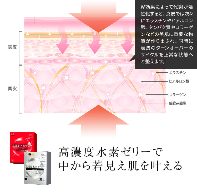W効果によって代謝が活性化すると、真皮では次々にエラスチンやヒアルロン酸、タンパク質やコラーゲンなどの美肌に重要な物質が作り出され、同時に表皮のターンオーバーのサイクルを正常な状態へと整えます。